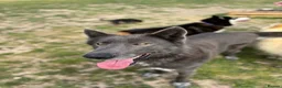Saarloos Wolfdog dogs for sale: Amazing Low Content Wolfdog Puppy  - Advert 8