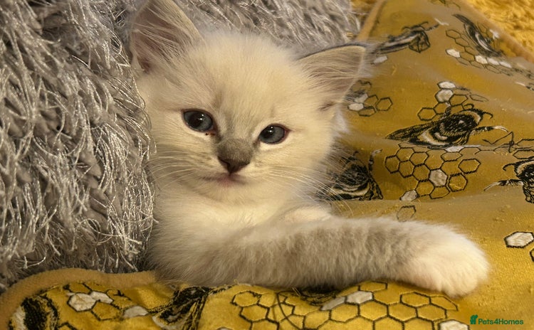 Ragdoll cats - Advert 6