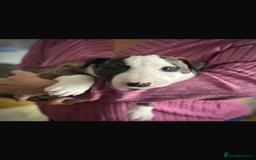 Bull Terrier dogs for sale: English Bull Terrier pups - Image 4