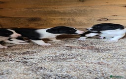 Sprollie dogs for sale: 7 lovely sprollie pups for sale - Image 7