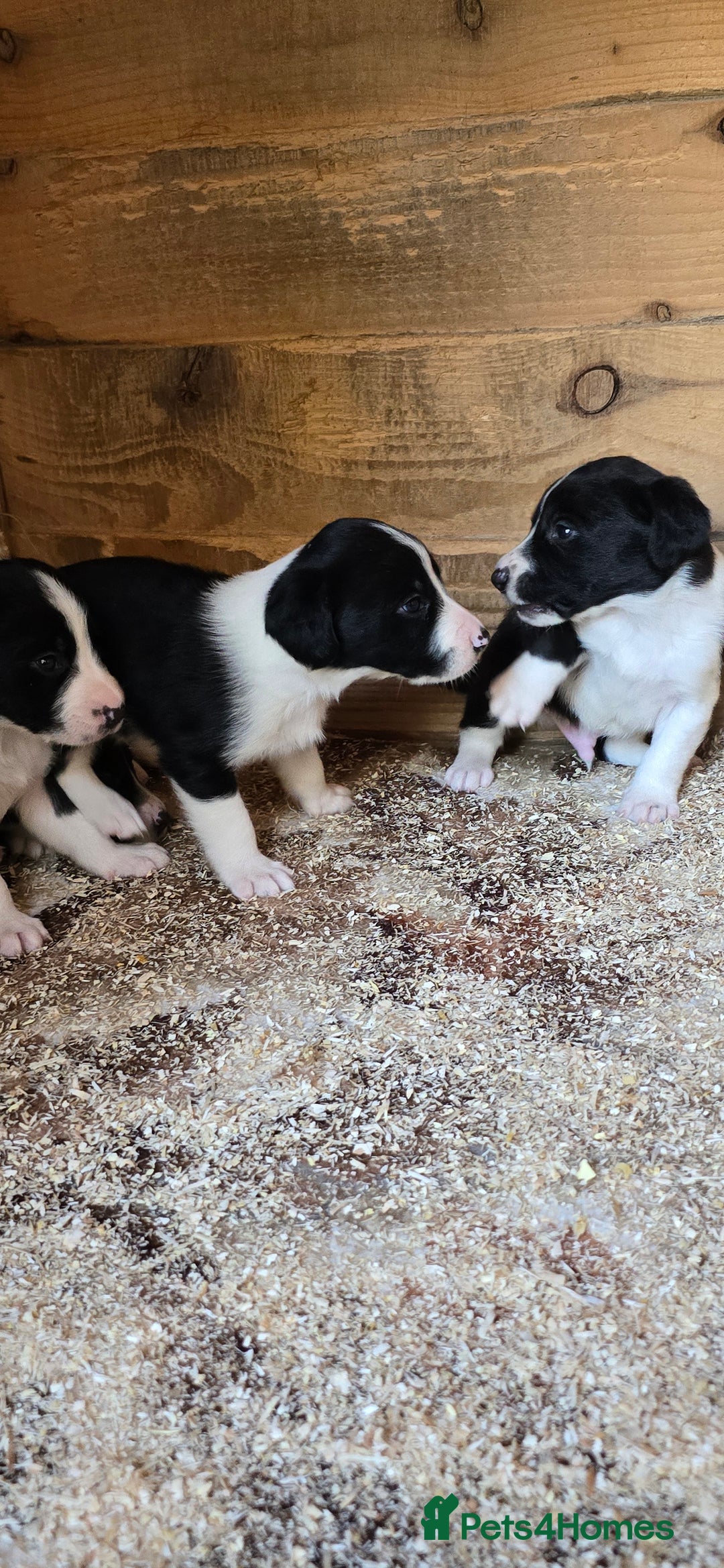 Sprollie dogs for sale: 7 lovely sprollie pups for sale - Image 7