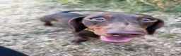 Miniature Dachshund dogs for sale: 2 girls need a forever home in Swanage - Advert 5