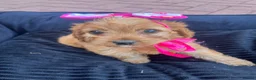 Cavapoo dogs for sale: F1 Cavapoos  - Advert 8