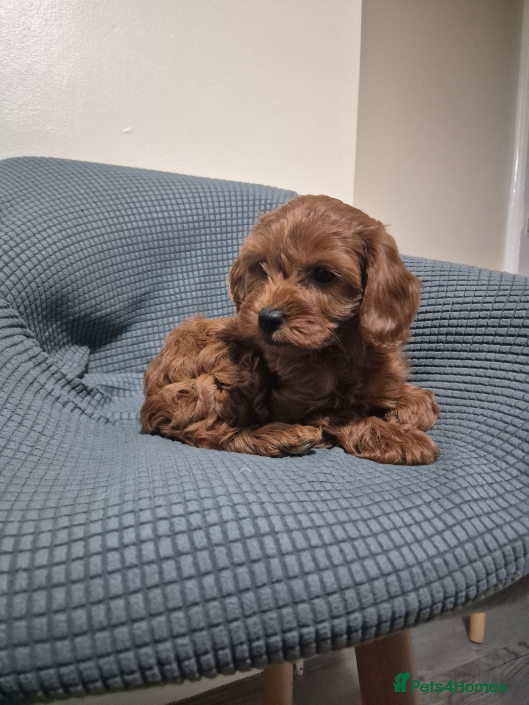 Cockapoo dogs for sale: Gorgeous Cockapoo For Sale  - Advert 5