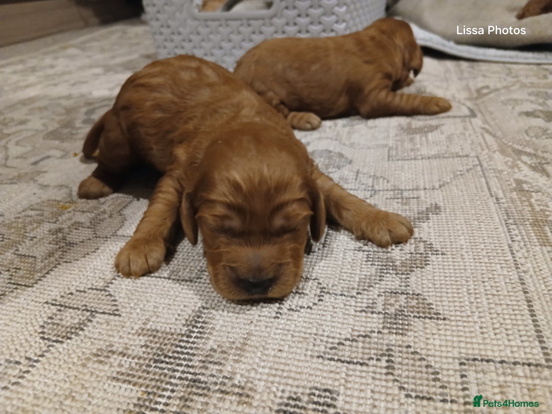 Cockapoo dogs for sale: Cockapoo puppies Ready 14th Feb - Advert 3