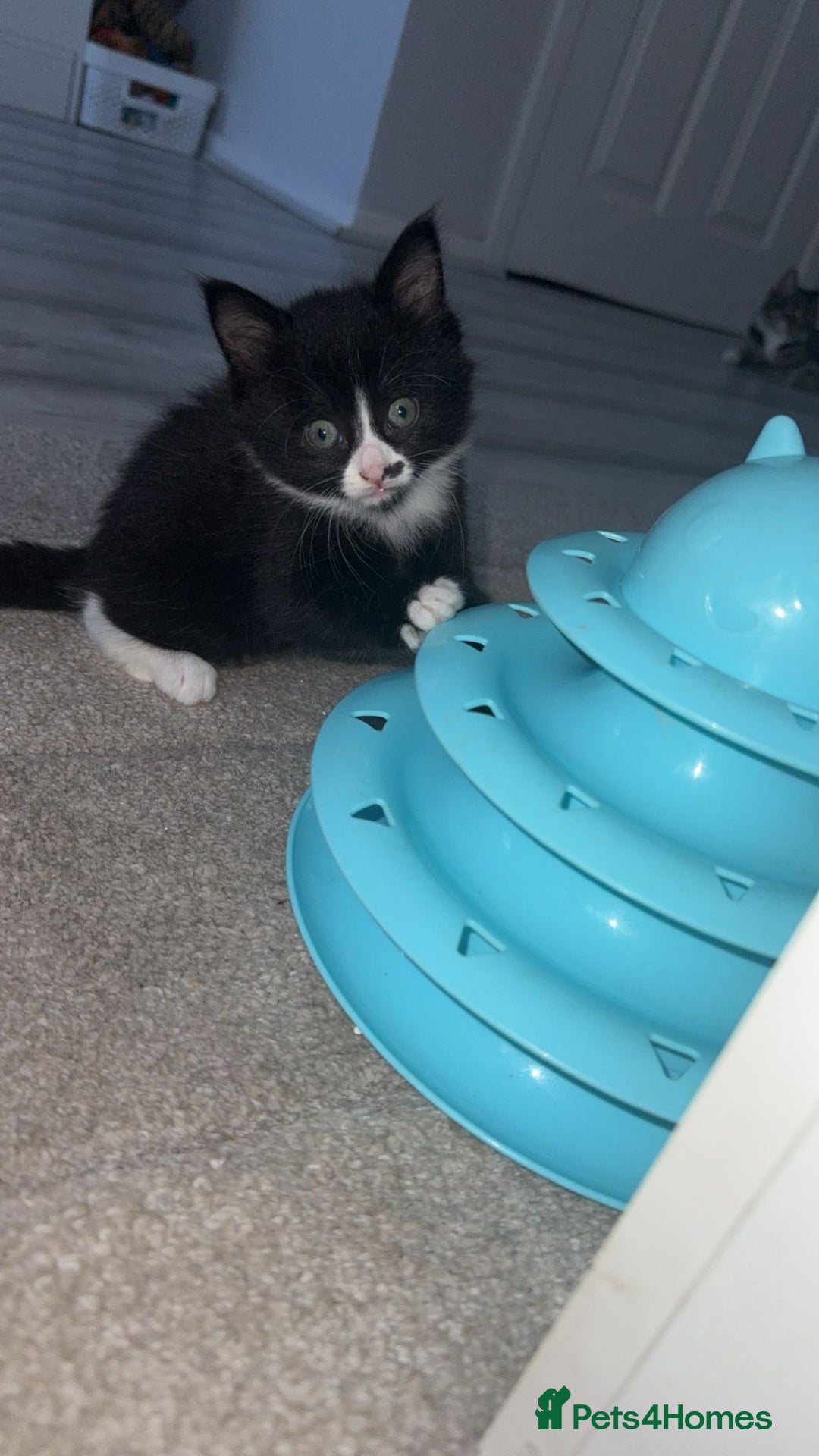 Mixed Breed cats for sale: Mixed breed kittens - Image 24