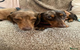 Dachshund dogs for sale: 3 male 2 female dashound puppies ready to go. - Image 27