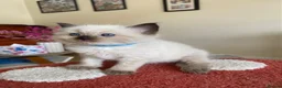 Ragdoll cats for sale: Ragdoll Kittens  - Advert 3