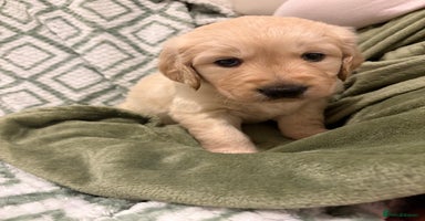 Golden Retriever dogs ✨🩵 KC Registered Golden Retriever Puppies 🩷✨ - Advert 11