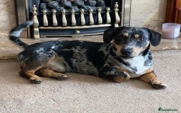 Dachshund dogs for sale: 1 year old Dachshund  - Image 3