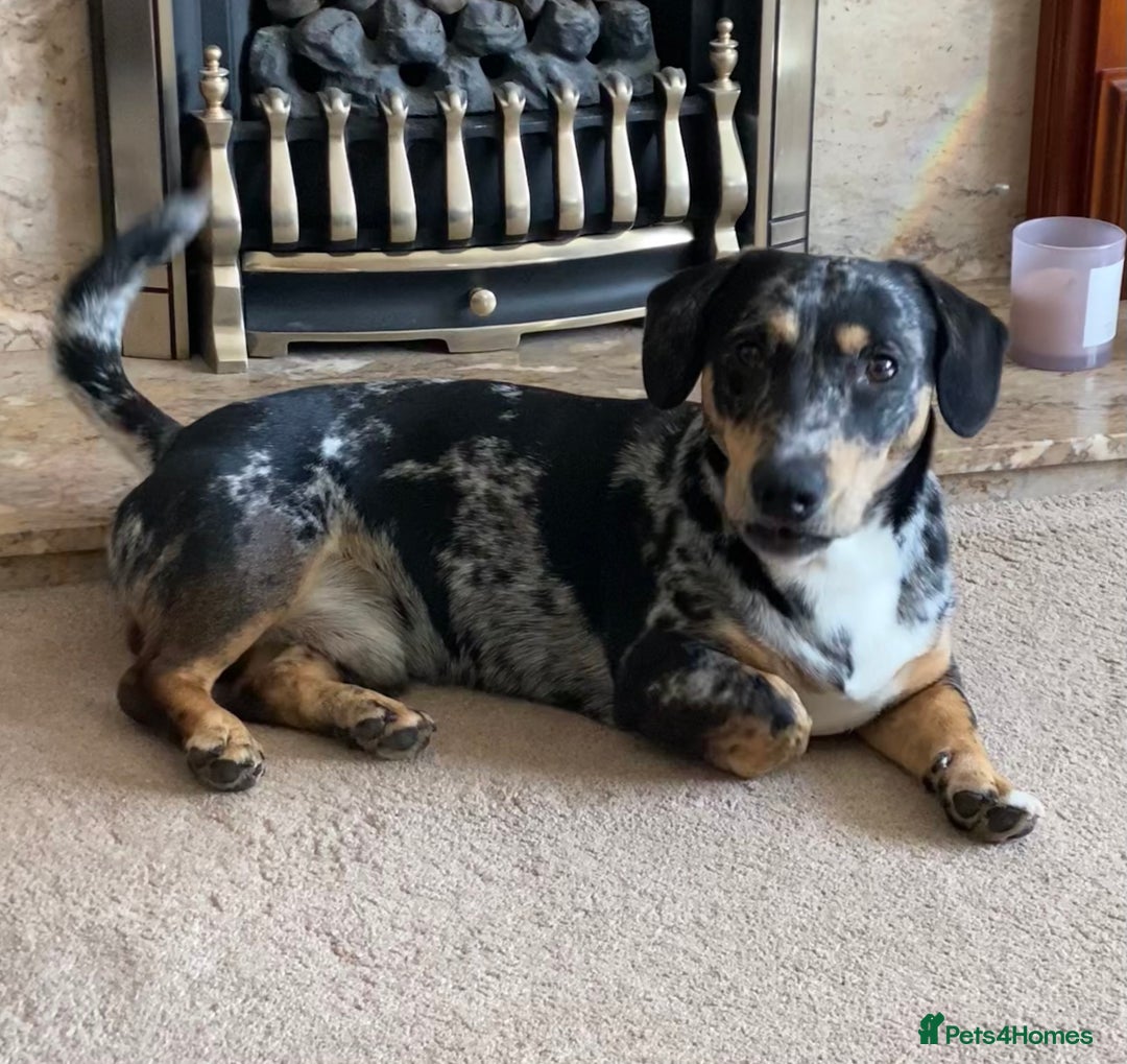 Dachshund dogs for sale: 1 year old Dachshund  - Image 3