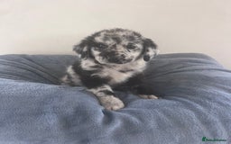 Labradoodle dogs for sale: Miniasture f1 merel labradoodle - Image 4