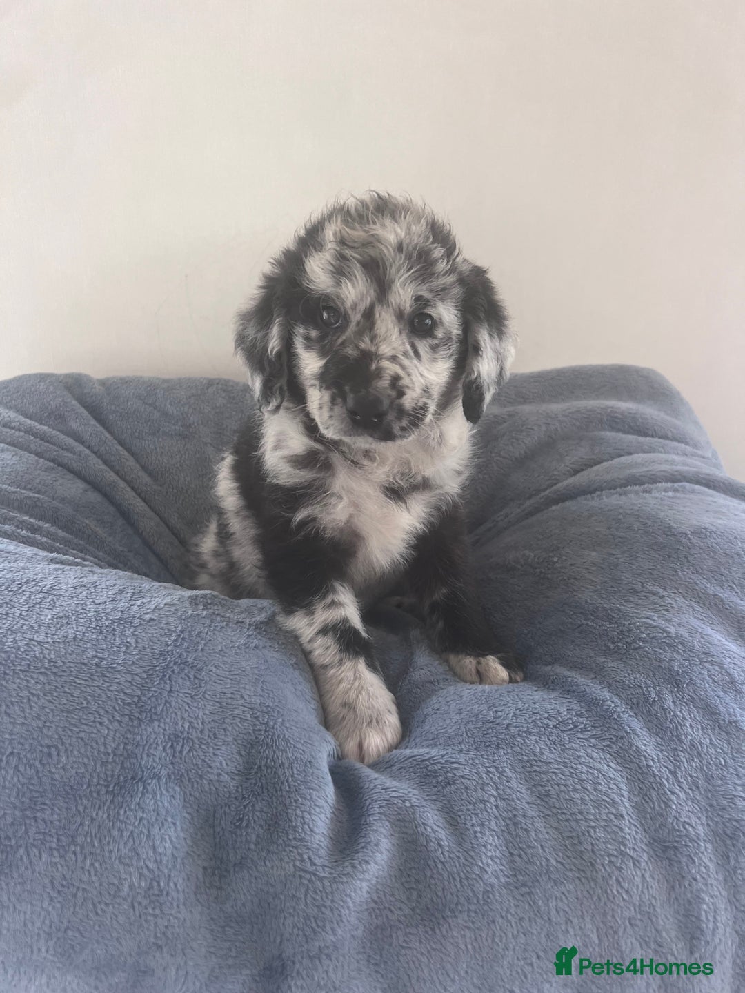 Labradoodle dogs for sale: Miniasture f1 merel labradoodle - Image 4