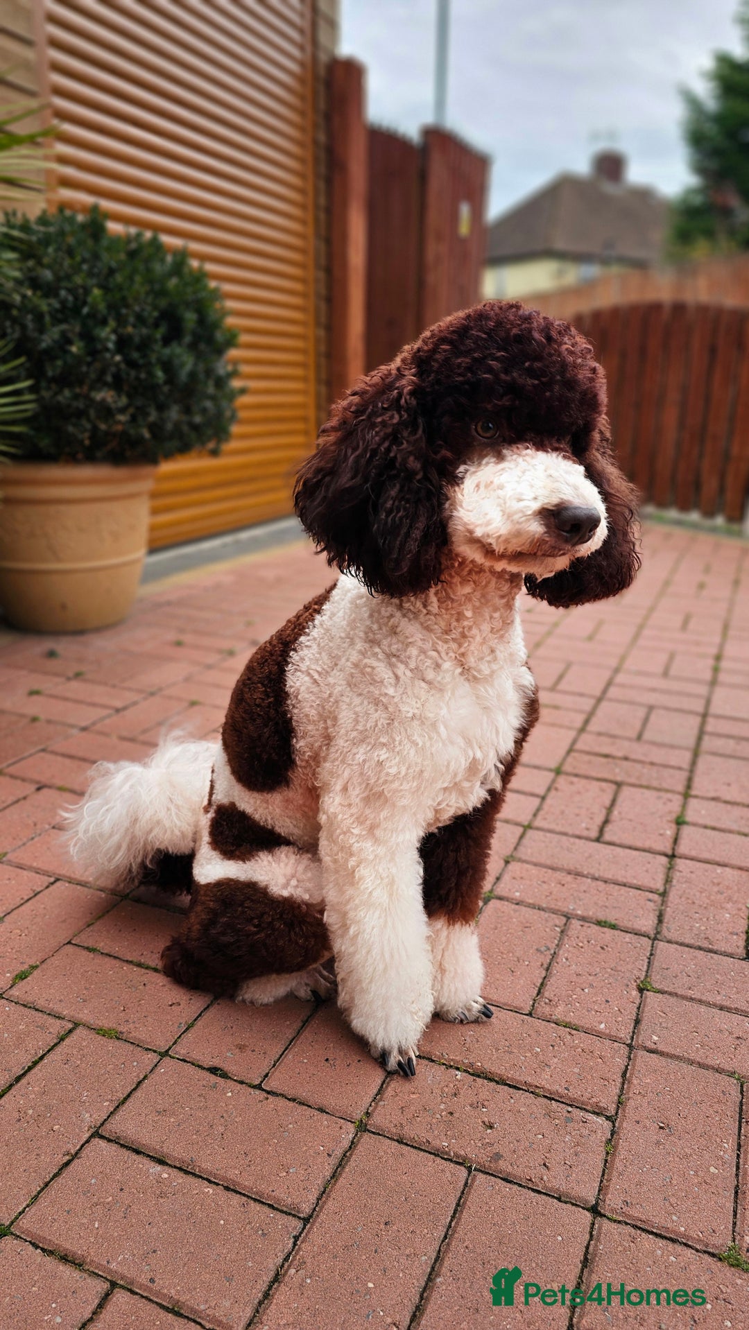 Miniature Poodle dogs for stud: Stunning Fully health tests Poodle - Advert 14