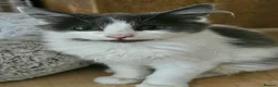 Mixed Breed cats for adoption: Bonded Rescue Kittens Looking for a Forever Home - Advert 5