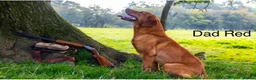 Labrador Retriever dogs for sale: STUNNING FAMILY KC RED & YELLOW LABRADORS  - Advert 6