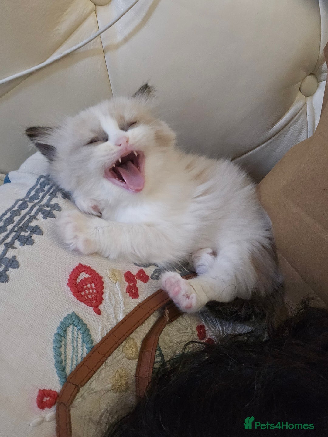 Ragdoll cats for sale: Three Ragdoll kittens - Image 24