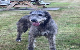 Irish Wolfhound dogs for sale: KC REGISTERED FEMALE IWH PUPPIES - Image 11