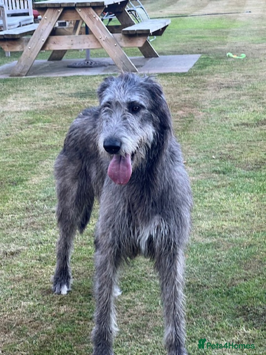 Irish Wolfhound dogs for sale: KC REGISTERED FEMALE IWH PUPPIES - Image 11