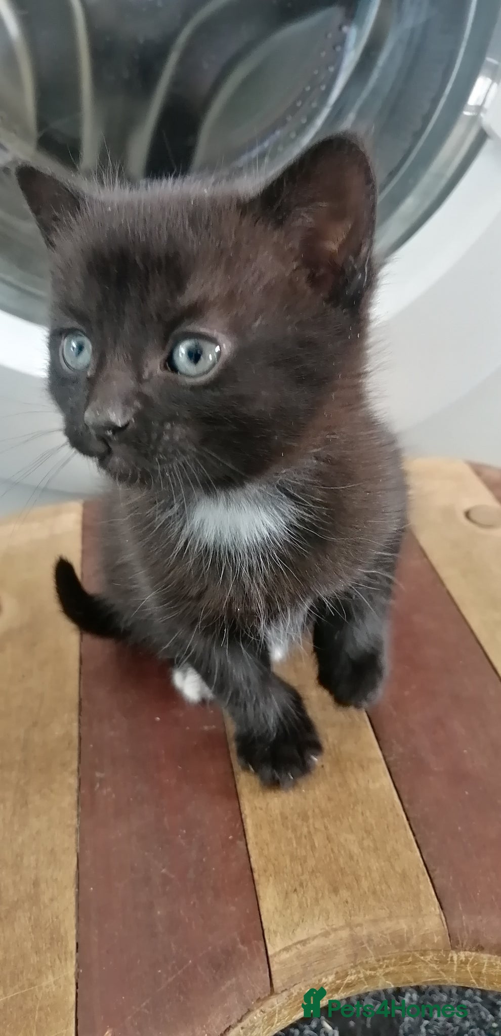 British Shorthair cats Adorable kitten seeking forever home  - Advert 2
