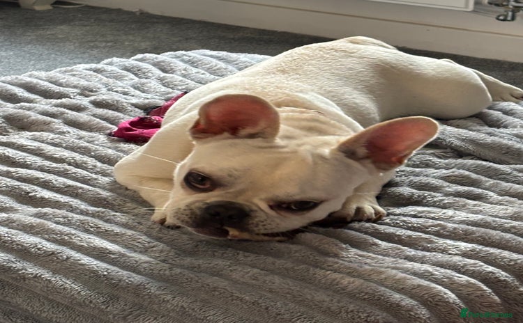 French Bulldog dogs - Advert 1