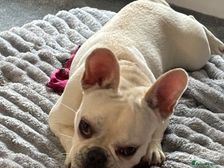 French Bulldog dogs - Advert 21