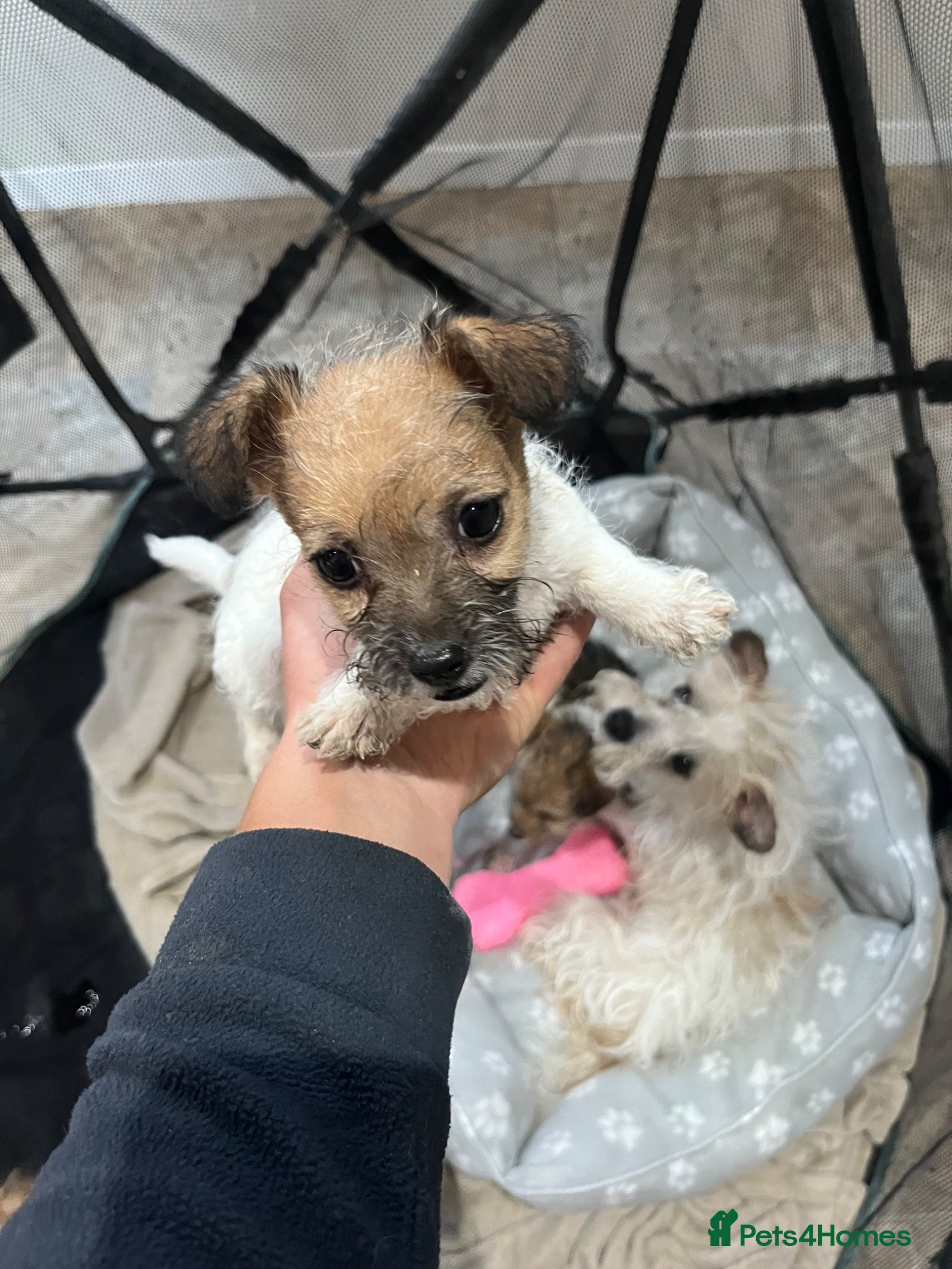 Jack Russell dogs for sale: Gorgeous tiny Jack Russell‘s in High Wycombe - Advert 16