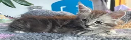 Maine Coon cats for sale: Beautiful Maine Coon kittens **READY NOW*** - Advert 17