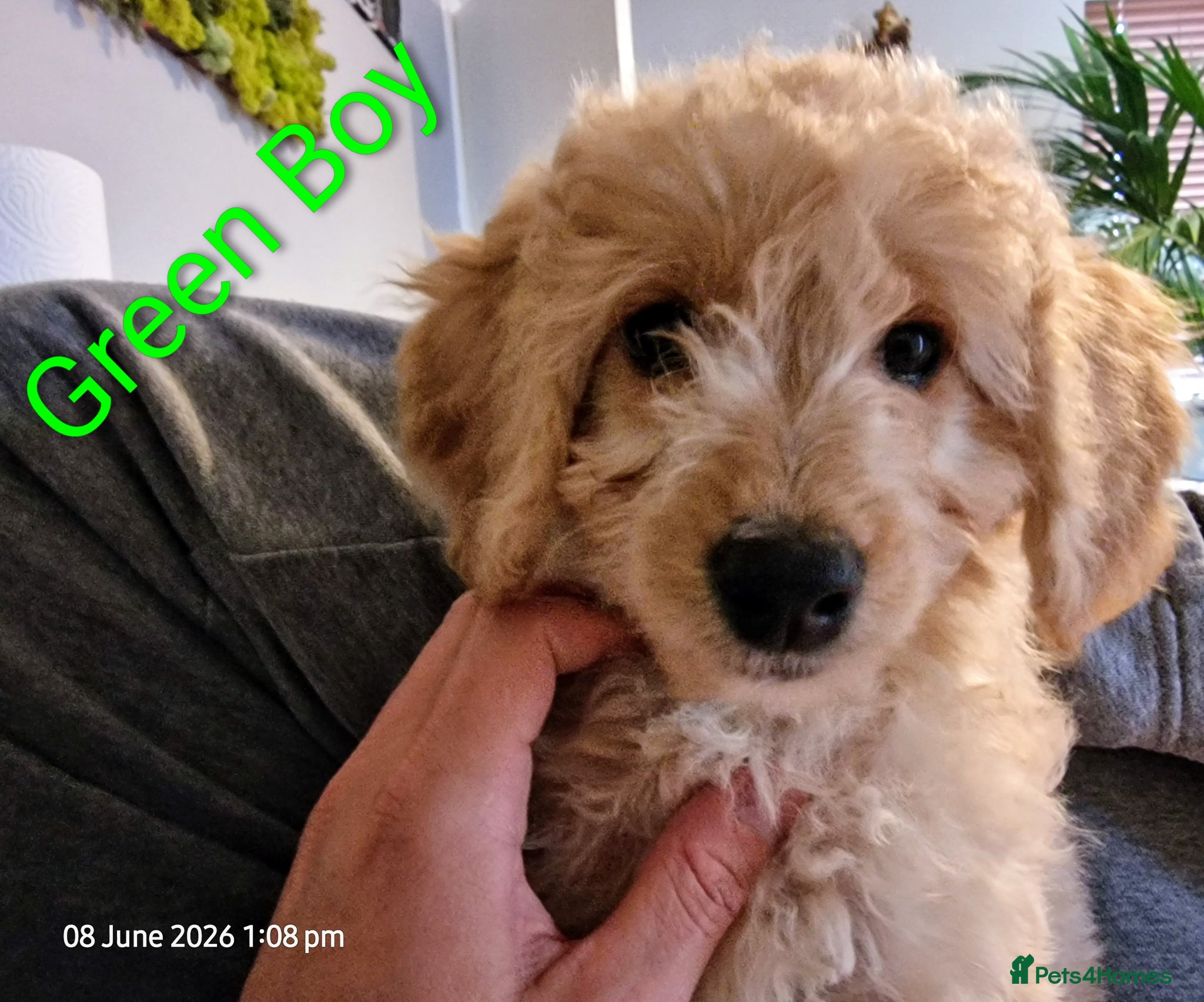 Goldendoodle dogs READY NOW  Mini Goldendoodle Puppies F1B  - Advert 1