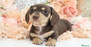 Miniature Dachshund dogs - Advert 10