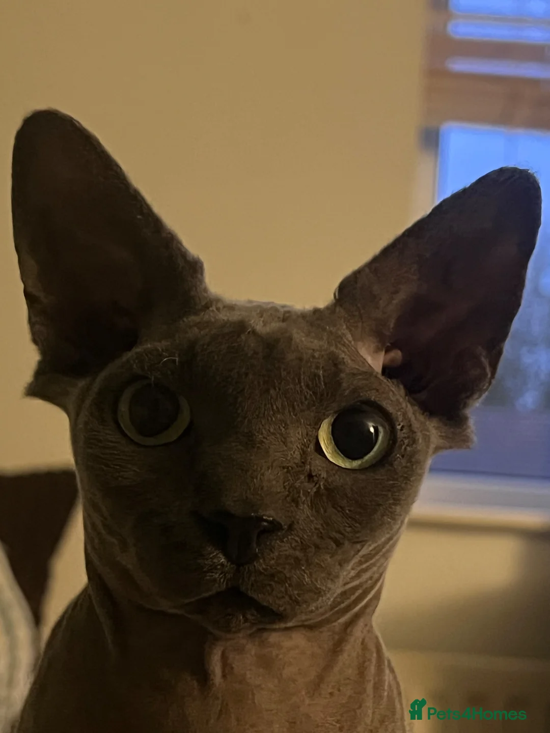 Sphynx cats for sale: Sphynx Cats - males in Manchester - Advert 2