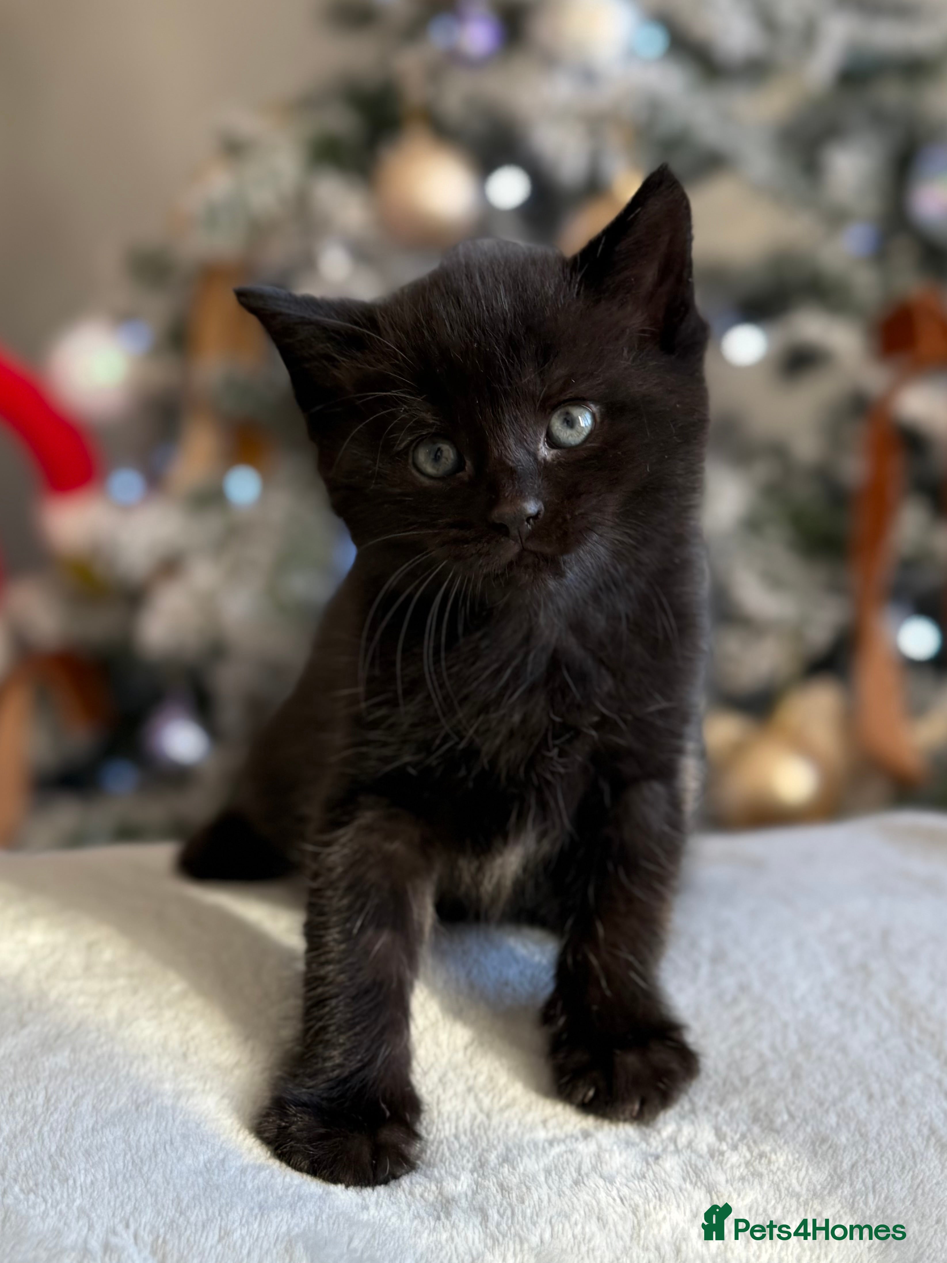 Domestic Shorthair cats Gorgeous fluffy kittens - Advert 3