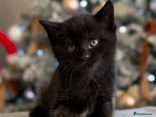 Domestic Shorthair cats Gorgeous fluffy kittens - Advert 3