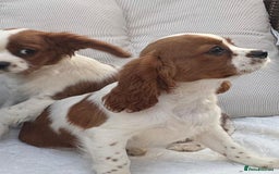 Cavalier King Charles Spaniel dogs for sale: Cavalier King Charles Spaniel Puppies  in Tonbridge - Image 3