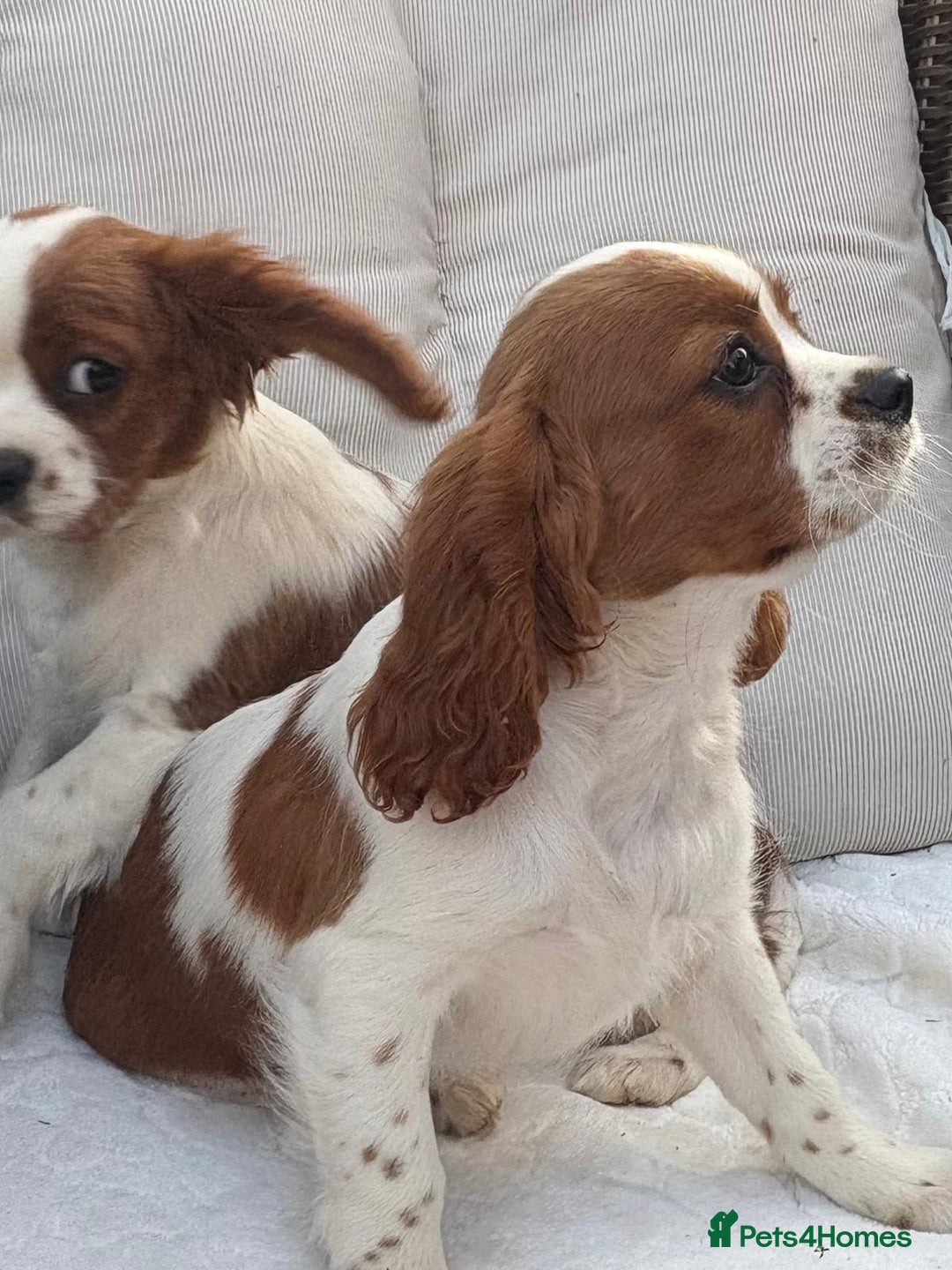 Cavalier King Charles Spaniel dogs for sale: Cavalier King Charles Spaniel Puppies  in Tonbridge - Image 3