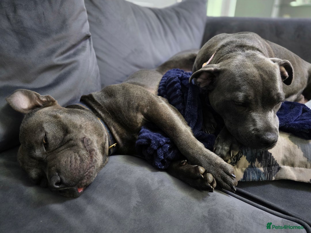 Staffordshire Bull Terrier dogs for sale: Beautiful Staffordshire Bull Terrier Puppies - Advert 27