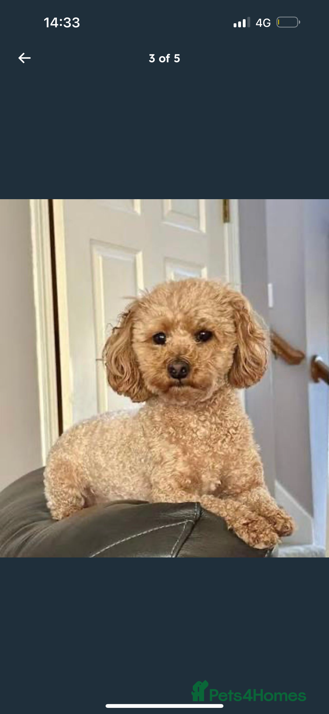 Cockapoo dogs for sale: 12 weeks old male cockapoo - Advert 3