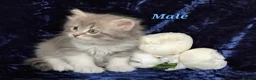 Siberian cats for sale: GCCF Registered Siberian Kitten For Sale  - Advert 15