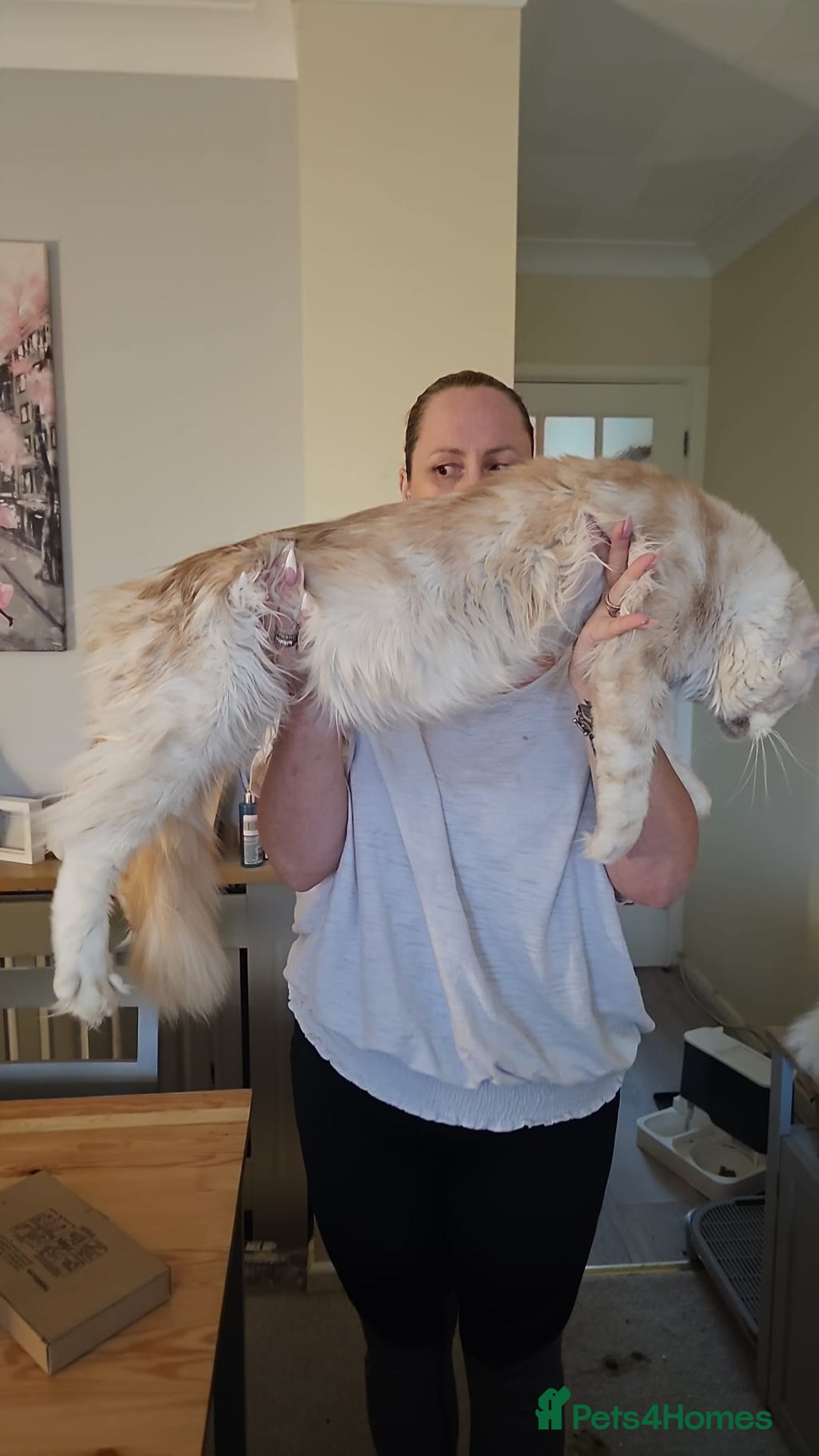 Maine Coon cats for sale: Beautiful Maine Coon Floofs - Image 15