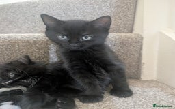 Mixed Breed cats for sale: 2 kittens looking for home - Advert 8