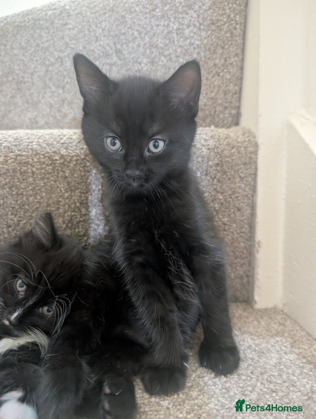 Mixed Breed cats for sale: 2 kittens looking for home - Advert 8