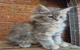 Maine Coon cats for sale: Beautiful Maine Coon kittens - Image 28