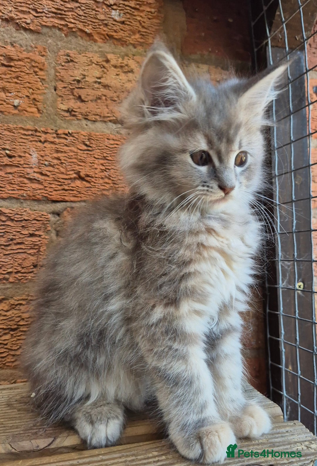 Maine Coon cats for sale: Beautiful Maine Coon kittens - Image 28