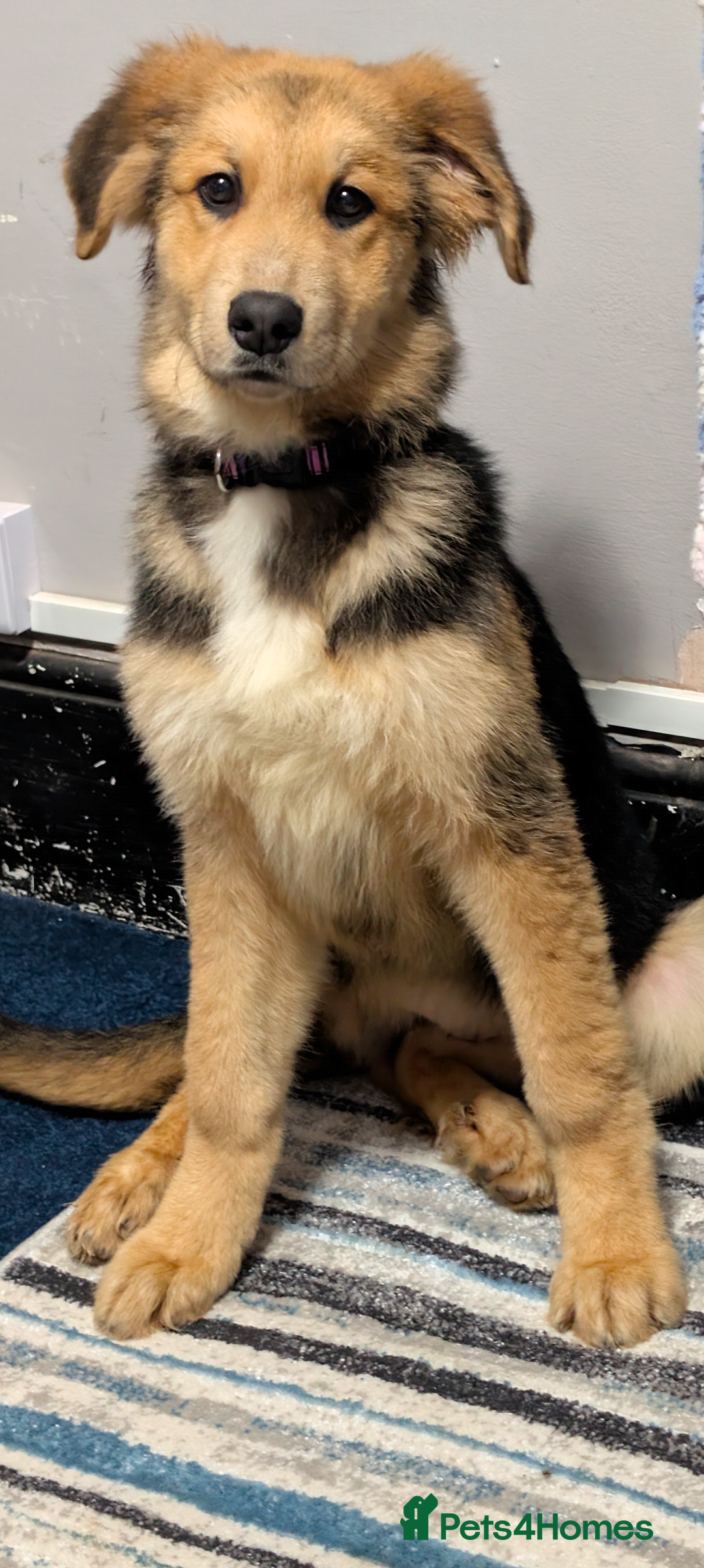 Mixed Breed dogs St Bernese X white swiss Shepard puppy - Advert 1