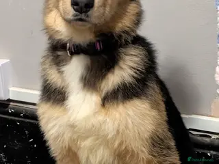 Mixed Breed dogs St Bernese X white swiss Shepard puppy - Advert 1