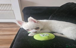 Chihuahua dogs for sale: 4 month old boy - Image 1