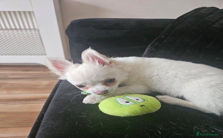 Chihuahua dogs - Advert 2
