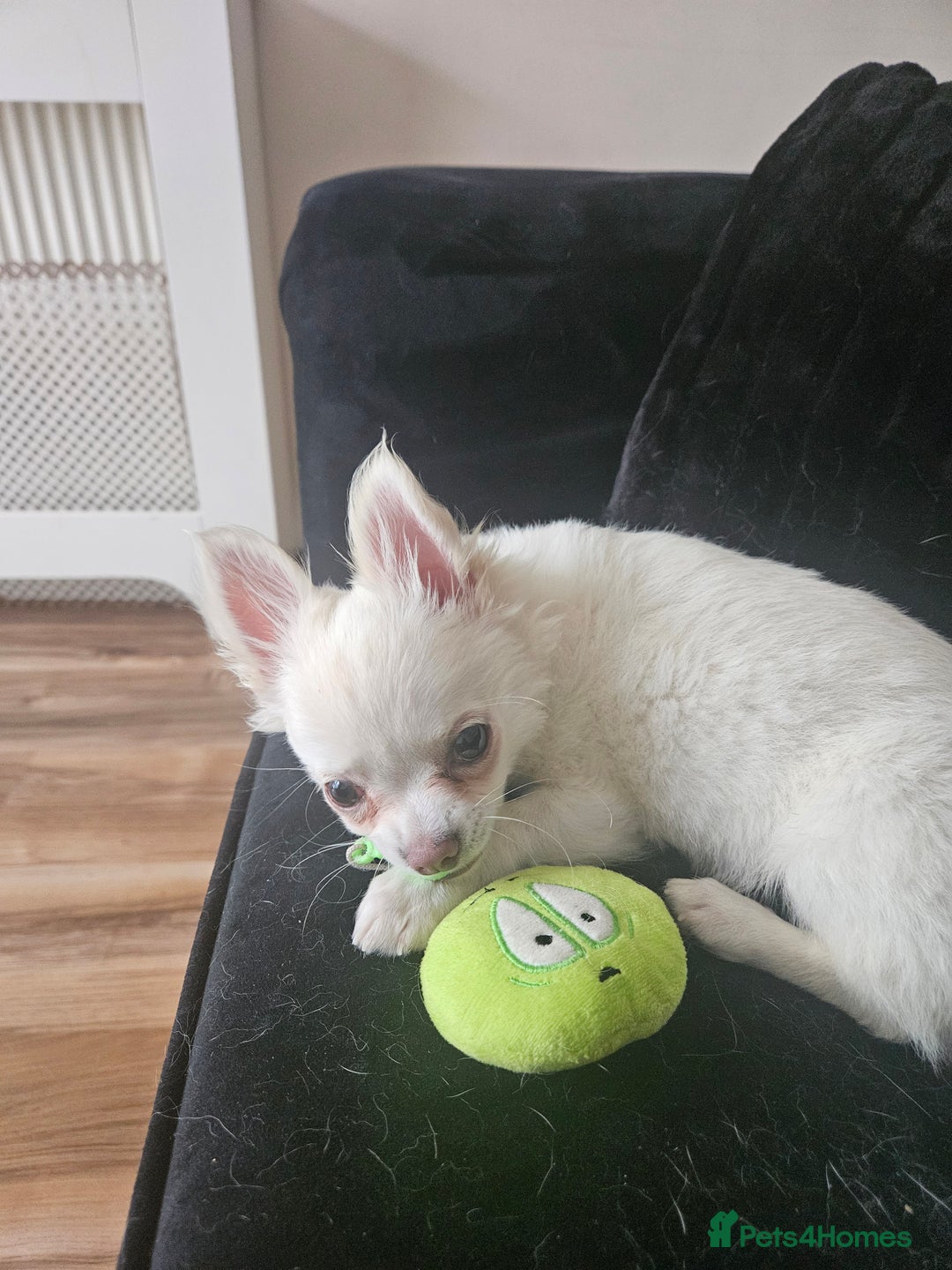 Chihuahua dogs for sale: 4 month old boy - Image 1