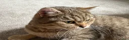 British Shorthair cats for sale: Golden Ticked Tabby GCCF British Shorthair - Advert 8