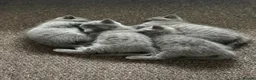 British Shorthair cats for sale: British Shorthair Kittens Available - Advert 6